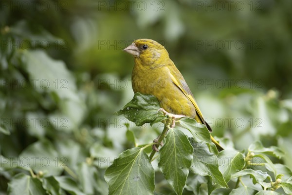 Eurasian greenfinch (Chloris chloris) adult male garden bird on an Ivy tree branch in summer, England, United Kingdom