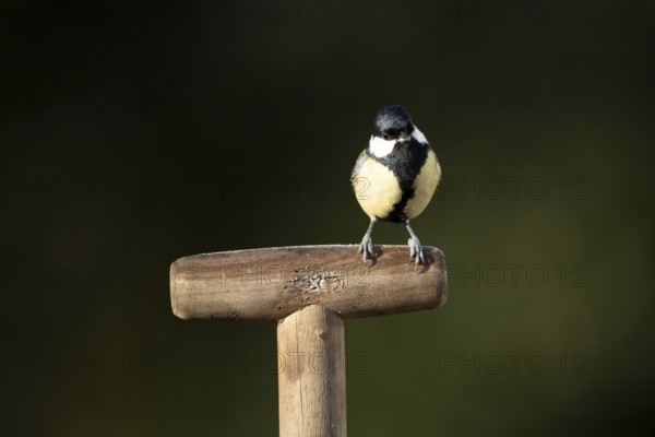 Great tit (Parus major) adult garden bird on a fork handle in winter, England, United Kingdom