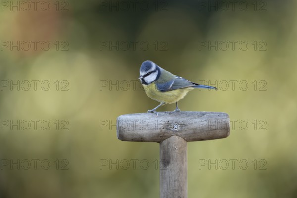 Blue tit (Cyanistes caeruleus) adult garden bird on a fork handle in winter, England, United Kingdom