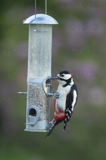 Great spotted woodpecker (Dendrocopos major) adult garden bird feeding on sunflower seed hearts from a bird feeder, England, United Kingdom