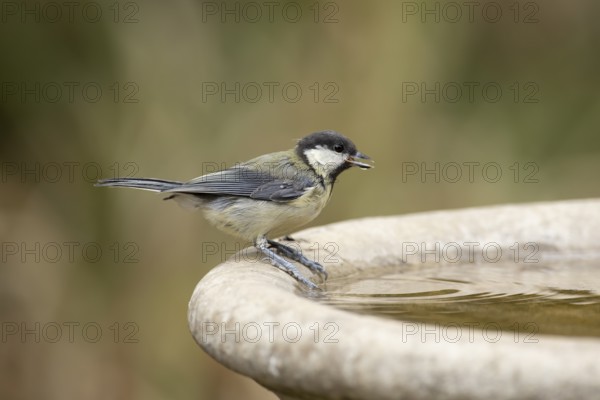 Great tit (Parus major) adult garden bird drinking water from a bird bath in summer, England, United Kingdom