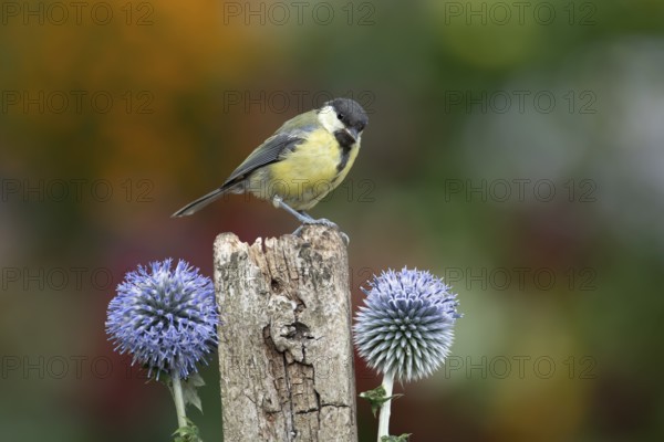 Great tit (Parus major) adult garden bird on a wooden post in summer, England, United Kingdom