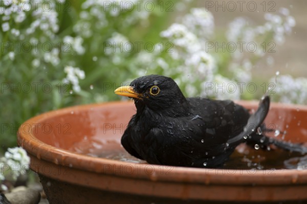 Eurasian blackbird (Turdus merula) adult male garden bird washing in water in a plant pot saucer in summer, England, United Kingdom