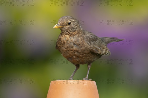 Eurasian blackbird (Turdus merula) adult female garden bird on a plant pot in summer, England, United Kingdom