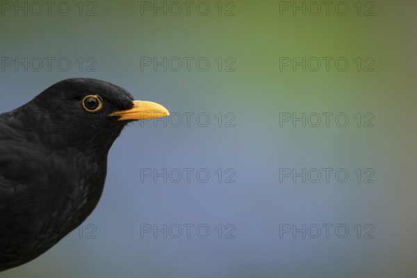 Eurasian blackbird (Turdus merula) adult male garden bird head portrait in spring, England, United Kingdom