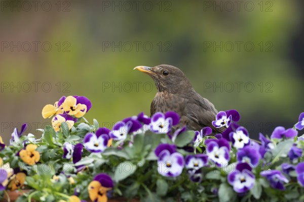 Eurasian blackbird (Turdus merula) adult female garden bird on a plant pot with Pansy and Viola flowers in spring, England, United Kingdom