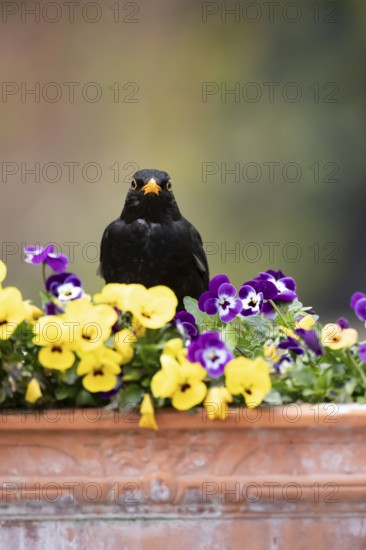 Eurasian blackbird (Turdus merula) adult male garden bird on a plant pot with Pansy and Viola flowers in spring, England, United Kingdom
