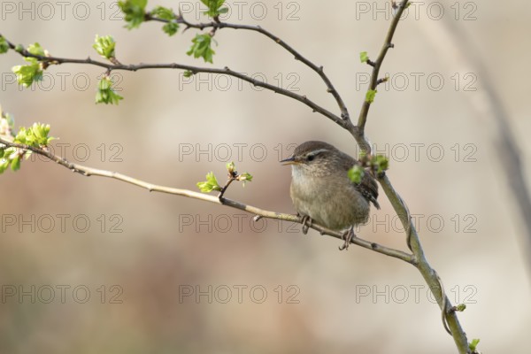 European wren (Troglodytes troglodytes) adult garden bird singing in a tree in spring, England, United Kingdom