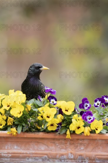 European starling (Sturnus vulgaris) adult garden bird on a plant pot with Pansy or Viola flowers in spring, England, United Kingdom
