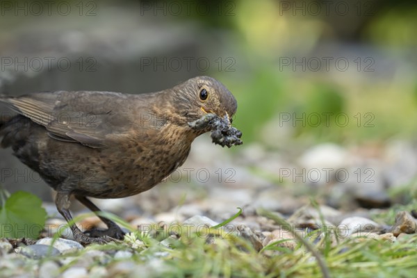 Eurasian blackbird (Turdus merula) adult female garden bird collecting grubs for food in its beak in summer, England, United Kingdom