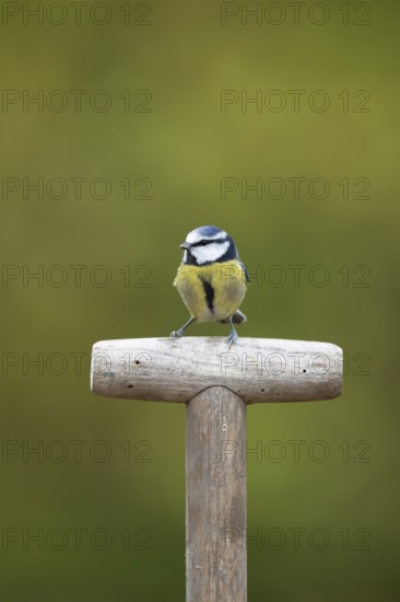 Blue tit (Cyanistes caeruleus) adult garden bird on a fork handle in winter, England, United Kingdom