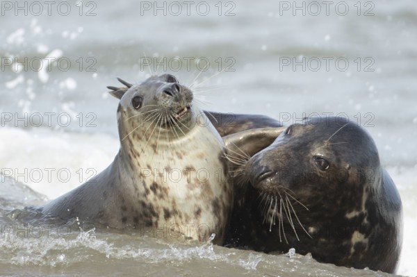 Atlantic grey seal (Halichoerus grypus) two adult animals in love courting in the sea, England, United Kingdom