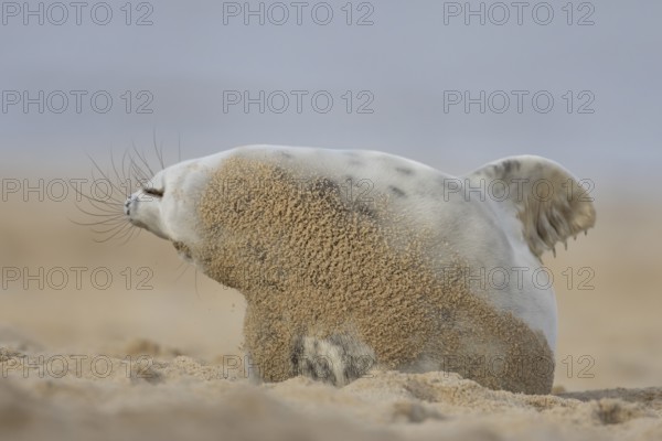 Atlantic grey seal (Halichoerus grypus) adult animal stretching on a sandy beach, England, United Kingdom