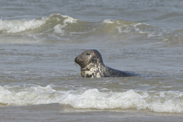 Atlantic grey seal (Halichoerus grypus) adult animal resting in the sea, England, United Kingdom