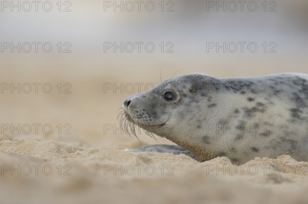 Atlantic grey seal (Halichoerus grypus) adult animal on a sandy beach, England, United Kingdom