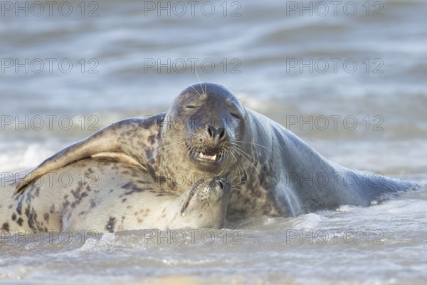 Atlantic grey seal (Halichoerus grypus) two adult seals animals in love hugging in the waves of the sea, England, United Kingdom