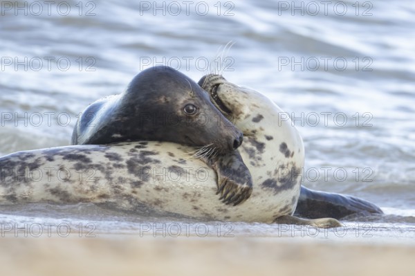 Atlantic grey seal (Halichoerus grypus) two adult seals animals in love courting in the sea, England, United Kingdom