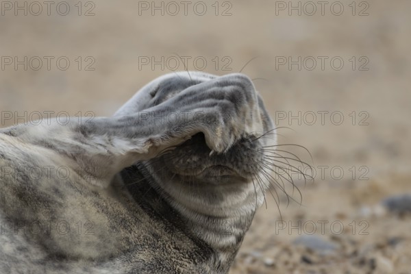 Atlantic grey seal (Halichoerus grypus) adult animal with its foot over its face on a beach in winter, England, United Kingdom