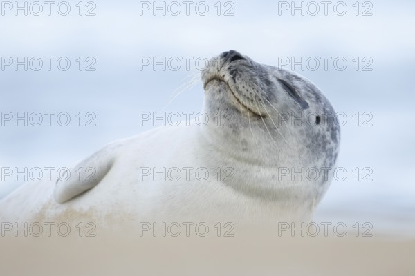Common or Harbour or Habor seal (Phoca vitulina) adult animal sleeping on a beach, England, United Kingdom