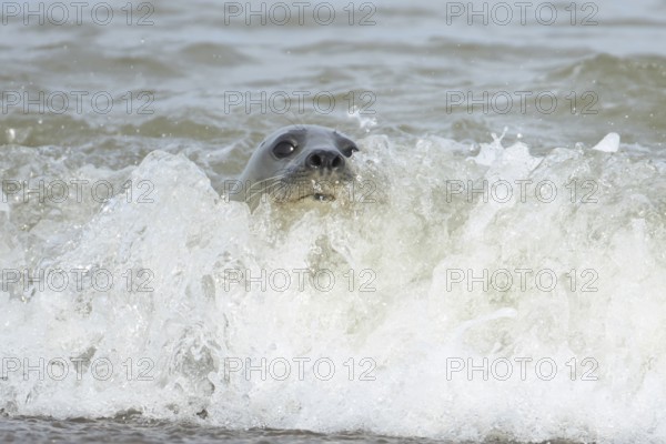 Common or Harbour or Habor seal (Phoca vitulina) adult animal surfing in the waves of the sea on a coastline, England, United Kingdom