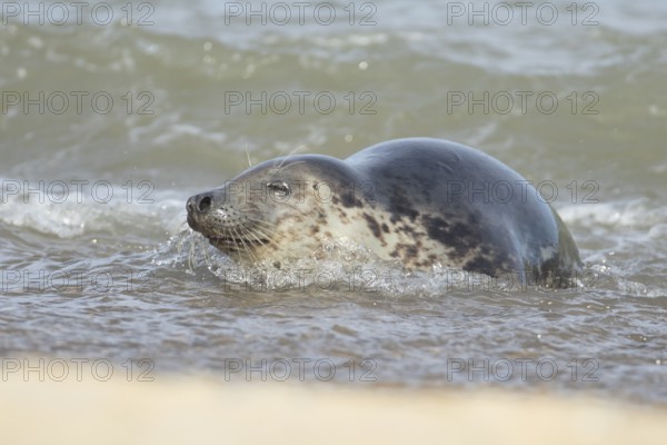 Atlantic grey seal (Halichoerus grypus) adult animal sleeping in the sea, England, United Kingdom