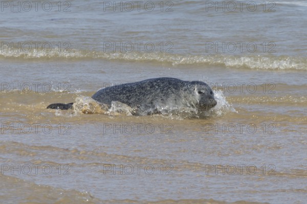 Common or Harbour or Habor seal (Phoca vitulina) adult animal in the sea, England, United Kingdom