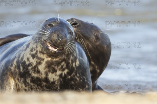 Atlantic grey seal (Halichoerus grypus) two adult animals playing on a beach on a coastline, England, United Kingdom