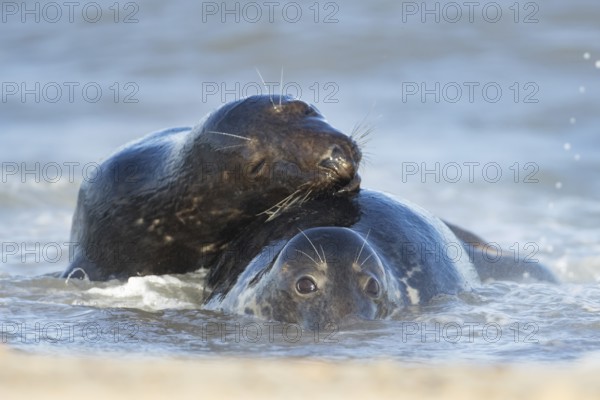 Atlantic grey seal (Halichoerus grypus) two adult seals animals in love cuddling in the waves of the sea, England, United Kingdom