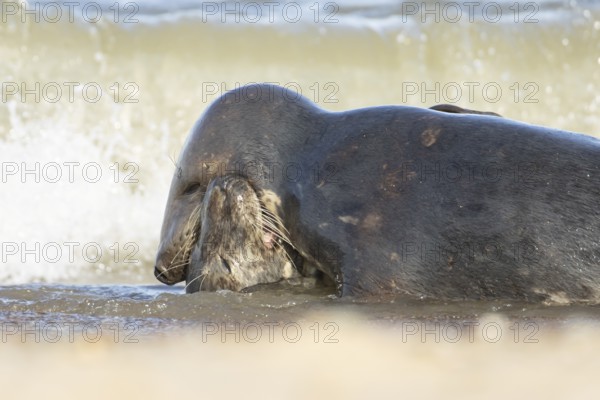 Atlantic grey seal (Halichoerus grypus) two adult seals animals in love kissing in the waves of the sea, England, United Kingdom