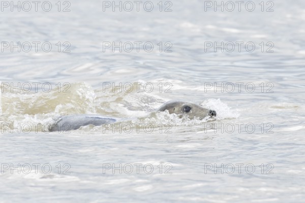 Atlantic grey seal (Halichoerus grypus) adult animal swimmng in the sea on a coastline, England, United Kingdom
