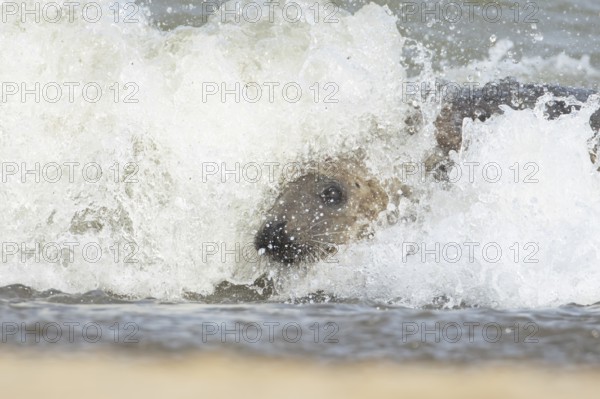 Atlantic grey seal (Halichoerus grypus) adult animal surfing in the waves of the sea on a coastline, England, United Kingdom