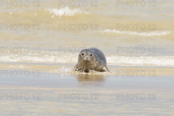 Common or Harbour or Habor seal (Phoca vitulina) adult animal emerging from the sea, England, United Kingdom