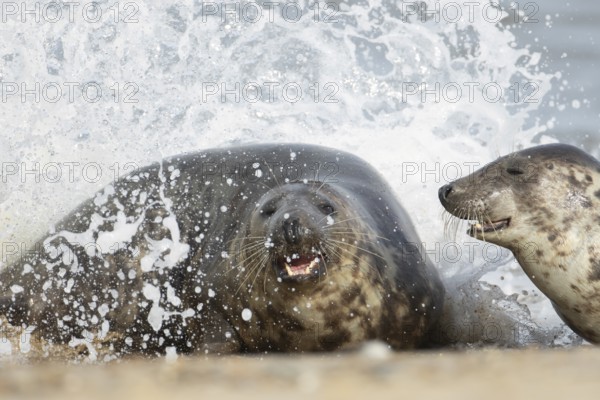 Atlantic grey seal (Halichoerus grypus) two adult seals animals playing in the waves of the sea, England, United Kingdom