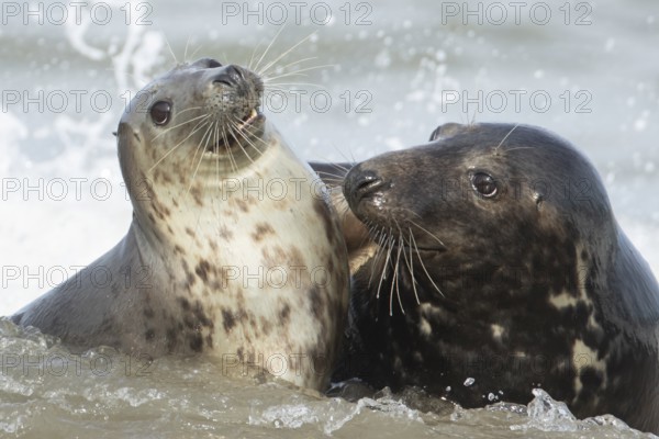 Atlantic grey seal (Halichoerus grypus) two adult seals animals in love flirting in the waves of the sea, England, United Kingdom