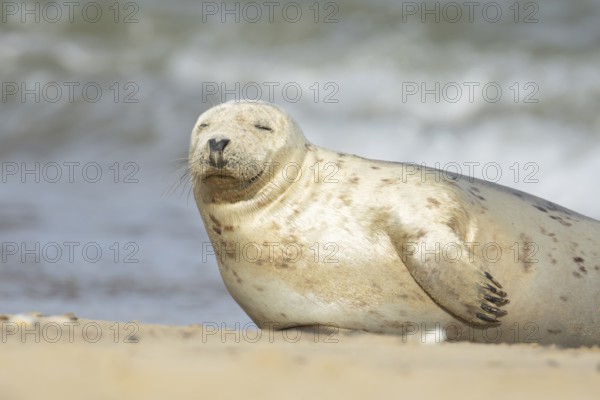 Atlantic grey seal (Halichoerus grypus) adult animal sleeping on a sandy beach, England, United Kingdom