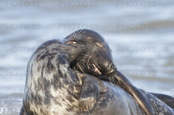 Atlantic grey seal (Halichoerus grypus) two adult animals in love courting on a beach on a coastline, England, United Kingdom