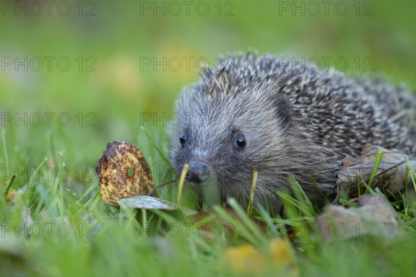 European hedgehog (Erinaceus europaeus) adult animal walking on a garden grass lawn in autumn, England, United Kingdom