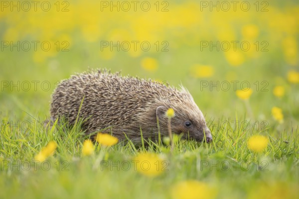 European hedgehog (Erinaceus europaeus) adult animal walking on a countryside meadow with Buttercup yellow flowers in summer, England, United Kingdom