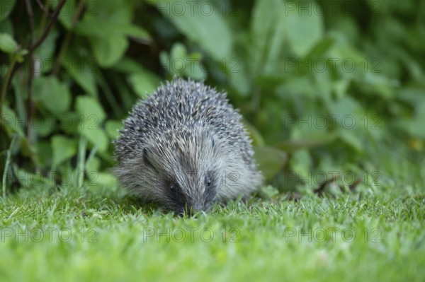 European hedgehog (Erinaceus europaeus) adult animal on a garden grass lawn in spring, England, United Kingdom