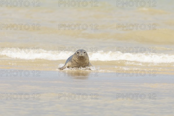 Common or Harbour or Habor seal (Phoca vitulina) adult animal emerging from the sea, England, United Kingdom