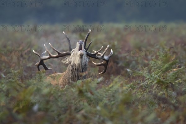 Red deer (Cervus elaphus) adult male stag animal roaring during the rut in autumn, England, United Kingdom