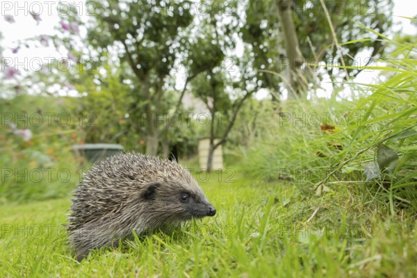 European hedgehog (Erinaceus europaeus) adult animal on a garden grass lawn in summer, England, United Kingdom