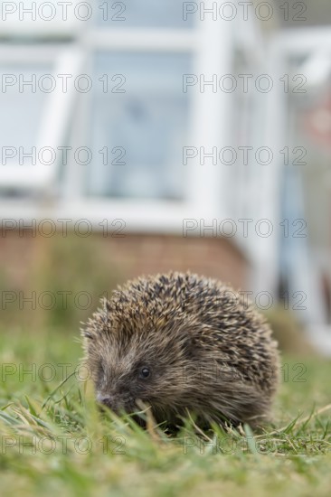 European hedgehog (Erinaceus europaeus) adult animal walking on a garden grass lawn with a house in the background in summer, England, United Kingdom