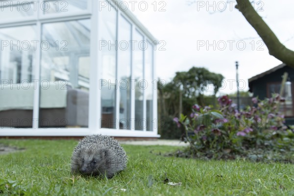 European hedgehog (Erinaceus europaeus) adult animal on a garden grass lawn with a house in the background in spring, England, United Kingdom