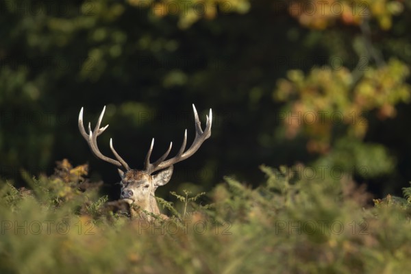 Red deer (Cervus elaphus) adult male stag animal in woodland in autumn, England, United Kingdom
