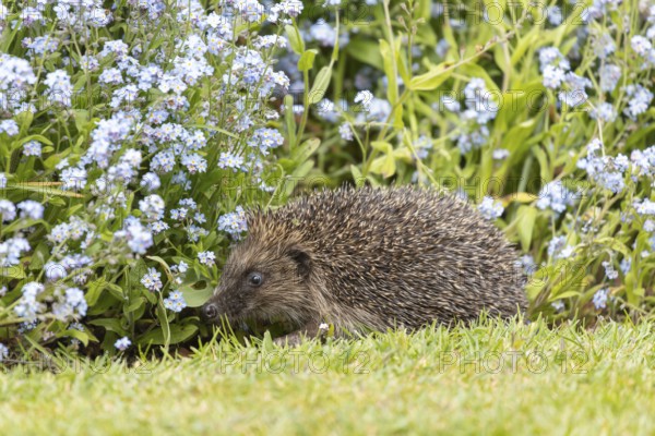 European hedgehog (Erinaceus europaeus) adult animal walking on a garden flower border with blue Forget-me-not flowers in spring, England, United Kingdom