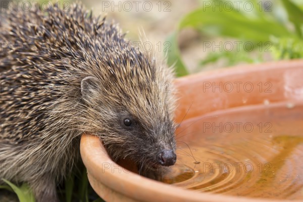 European hedgehog (Erinaceus europaeus) adult animal drinking water from a garden plant pot saucer in summer, England, United Kingdom