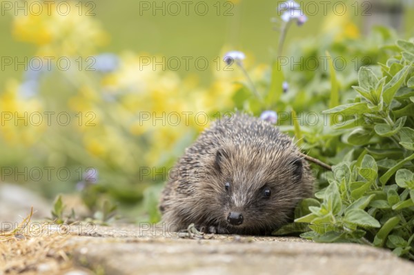 European hedgehog (Erinaceus europaeus) adult animal walking on a garden path in spring, England, United Kingdom
