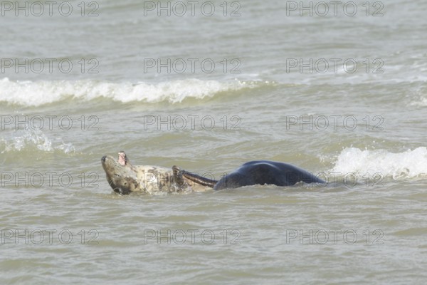 Atlantic grey seal (Halichoerus grypus) two adult seals animals playing in the sea, England, United Kingdom