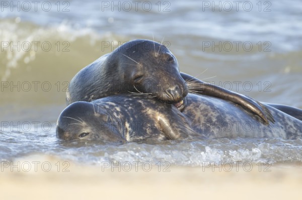 Atlantic grey seal (Halichoerus grypus) two adult seals animals in love cuddling in the sea, England, United Kingdom